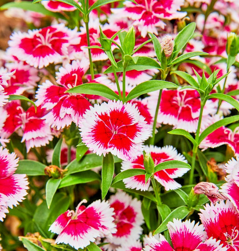 200x dianthus chinese - 200x,
